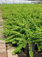 Lonicera N. Maigrün | Struikkamperfoelie | Chemievrij | P9, Ophalen of Verzenden, Overige soorten, Struik, Minder dan 100 cm
