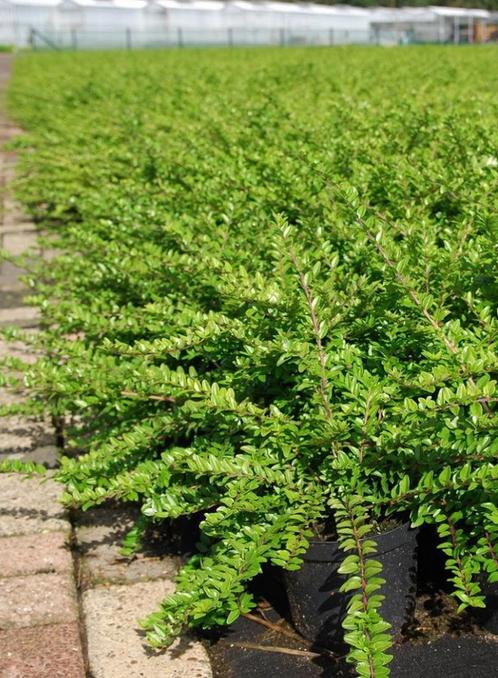 Lonicera N. Maigrün | Struikkamperfoelie | Chemievrij | P9, Tuin en Terras, Planten | Struiken en Hagen, Struik, Overige soorten