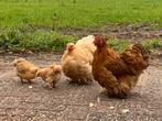 2 cochin hennen met 2 kuikens, Dieren en Toebehoren, Pluimvee, Vrouwelijk, Kip