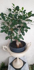 Ficus Ginseng Bonsai - Prachtige kamerplant, Ophalen, Ficus, Halfschaduw, Minder dan 100 cm
