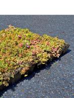 Eenvoudig sedum cassette systeem voor groendaken, Tuin en Terras, Ophalen, Bodembedekkers, Volle zon, Vaste plant