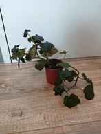 Begonia, Ophalen, Overige soorten, Minder dan 100 cm