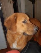 Teef Djozie zoekt een liefdevol en passend nieuw thuis, Dieren en Toebehoren, Honden | Niet-rashonden, Teef, Groot, Eén hond, 3 tot 5 jaar