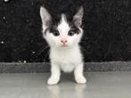 wollige vrouwtjes kittens: MOETEN WEG, Poes