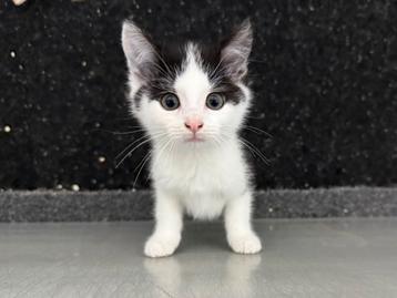 wollige vrouwtjes kittens: MOETEN WEG beschikbaar voor biedingen