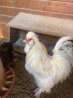 Zijdehoen usa hanen, Dieren en Toebehoren, Pluimvee, Meerdere dieren, Kip