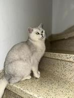 Britse Korthaar | Black Silver Shaded | Dek Kater | 🐈, 0 tot 2 jaar