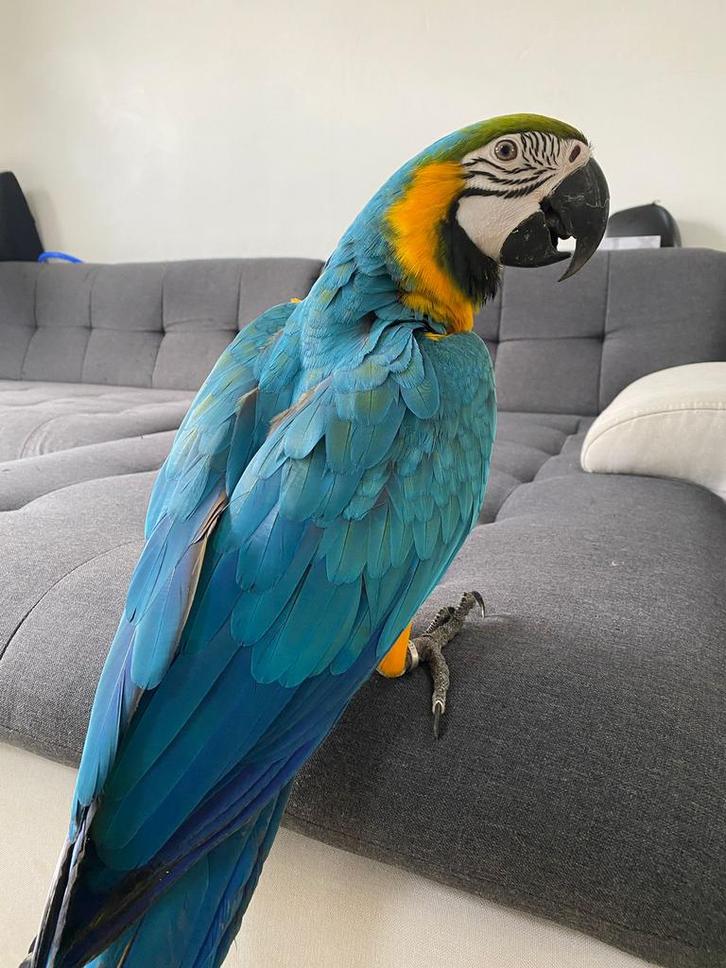 Super tamme blauwgele ara, Dieren en Toebehoren, Vogels | Parkieten en Papegaaien, Papegaai, Geslacht onbekend, Pratend, Tam, Geringd