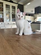 Jonge poesjes / Kittens, Meerdere dieren