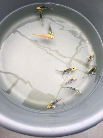 Jonge koi karpers te koop, tussen de 3 a 5 cm. 2,5€ p.s. beschikbaar voor biedingen