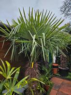 Palmboom, winterhard Trachycarpus Fortunei., Tuin en Terras, Planten | Bomen, Minder dan 100 cm, Zomer, Volle zon, Ophalen of Verzenden