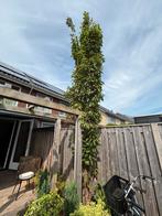 Boom zuilvormige sierkers, Tuin en Terras, Planten | Bomen, Ophalen of Verzenden, Zomer, Volle zon, Overige soorten