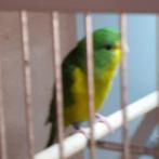 MOOI KOPPEL CITROENPARKIET/KWEEKKOPPEL, Dieren en Toebehoren, Vogels | Parkieten en Papegaaien, Meerdere dieren, Parkiet