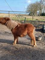 Pony, Hengst, A pony (tot 1.17m), 0 tot 2 jaar