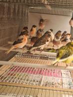 Mooi harlekijn kanries 2023 2024 2025 alles een koop 12€, Dieren en Toebehoren, Vogels | Kanaries, Meerdere dieren, Postuurkanarie