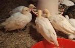 4 stuks jonge witte pauwen te koop, Dieren en Toebehoren, Meerdere dieren, Overige soorten