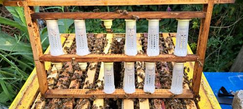 Onbevruchte Carnica moeren, Dieren en Toebehoren, Insecten en Spinnen, Bijen