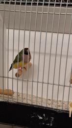 Diverse goulds te koop, Dieren en Toebehoren, Vogels | Overige Vogels, Meerdere dieren, Tropenvogel, Geringd
