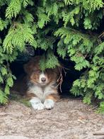 Australische herder - aussie- australian shepherd, Dieren en Toebehoren, CDV (hondenziekte), 8 tot 15 weken, Meerdere, Meerdere dieren