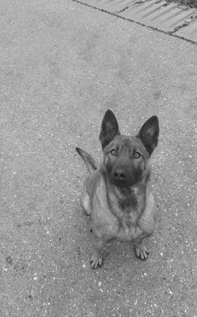 Hondenoppas, Diensten en Vakmensen, Dieren | Honden | Verzorging, Oppas en Les