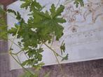 Citroen geranium stekjes, Huis en Inrichting, Kamerplanten, Ophalen, Overige soorten, Minder dan 100 cm