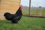 Grote Australorp | Vriendelijke kippen | Persoonlijk advies, Dieren en Toebehoren, Pluimvee, Kip, Meerdere dieren