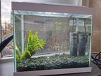 Superfish aquarium 40 liter, Dieren en Toebehoren, Vissen | Aquaria en Toebehoren, Ophalen, Zo goed als nieuw, Gevuld zoetwateraquarium