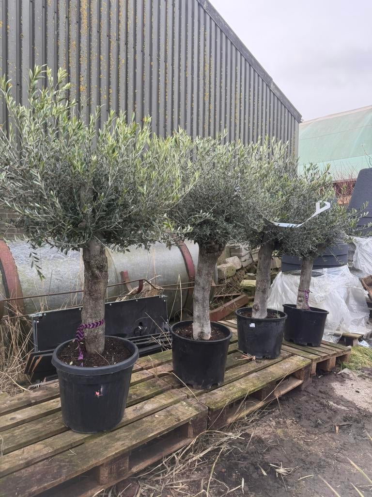 Olijfboom dikke stam 160/P40, Volle zon, Ophalen of Verzenden, 100 tot 250 cm, Olijfboom