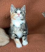 Schattige kittens. 9 weken. Mogen al mee, Dieren en Toebehoren, Katten en Kittens | Overige Katten, Meerdere dieren, Kortharig