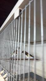 Majoorputter (mannen), Mannelijk, Geringd