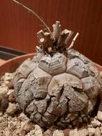 Dioscorea elephantipes with sprout, caudex, succulent, Verzenden, Halfschaduw, Minder dan 100 cm
