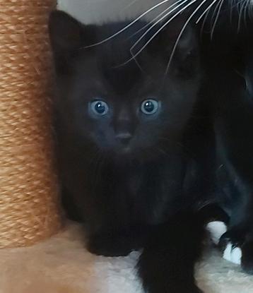 Kittens beschikbaar voor biedingen