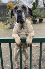 Boerboel, Dieren en Toebehoren, 6 jaar of ouder, Rabiës (hondsdolheid), Overige rassen, Meerdere