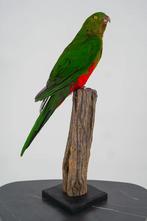 Opgezette Australische koningsparkiet - Wildernis Atelier, Ophalen of Verzenden, Nieuw, Opgezet dier