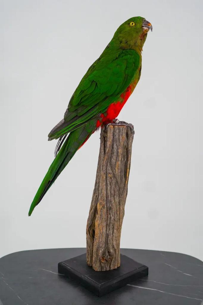 Opgezette Australische koningsparkiet - Wildernis Atelier, Verzamelen, Dierenverzamelingen, Nieuw, Opgezet dier, Ophalen of Verzenden