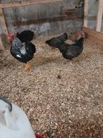 Broedeieren barnevelder kriel zilver gezoomd, Dieren en Toebehoren, Pluimvee, Geslacht onbekend, Kip