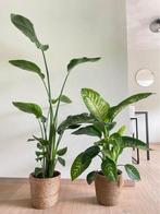 2 For 85- Strelitzia Nicolai & Dieffenbachia Tropic Snow, Overige soorten, In pot, Minder dan 100 cm, Groene kamerplant