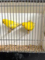 Verschillende koppels Kanaries, Meerdere dieren, Kleurkanarie