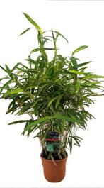 Bamboe Pseudosasa japonica, Ophalen, Bloeit niet, Overige soorten, Halfschaduw