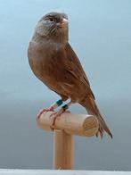 Kanarie bruin/pastel, Dieren en Toebehoren, Vogels | Kanaries, Mannelijk, Kleurkanarie