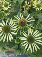 Zonnehoed Echinacea “Alan’s Pride” vaste plant €3, Ophalen, Zomer, Overige soorten, Volle zon