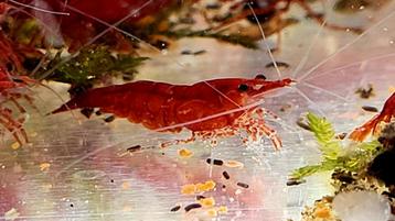 Neocaridina davidi var. Bloody mary garnalen .garnalen rood beschikbaar voor biedingen
