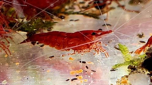Neocaridina davidi var. Bloody mary garnalen .garnalen rood, Dieren en Toebehoren, Vissen | Aquariumvissen, Kreeft, Krab of Garnaal