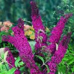 Buddleja dav. Royal red, Tuin en Terras, Planten | Struiken en Hagen, Ophalen of Verzenden, Vlinderstruik