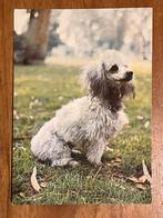 Poedel 1976., Ophalen of Verzenden, 1960 tot 1980, Gelopen, Hond of Kat