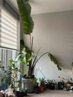 Nicolai sterlitza, paradijsvogelplant, Ophalen, Overige soorten, Halfschaduw, In pot