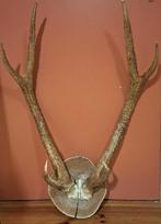 Groot gewei van een Javaans hert of Timorhert., Ophalen, Zo goed als nieuw, Hert, Gewei of Kop