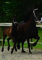 Fries hengstveulen vol papier, Dieren en Toebehoren, Paarden, Minder dan 160 cm, Niet van toepassing, 0 tot 2 jaar, Hengst