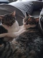 2 hele lieve poesjes zoeken nieuw huisje, Dieren en Toebehoren, Poes