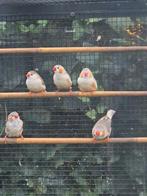 Witborst zebravink, Dieren en Toebehoren, Vogels | Overige Vogels, Meerdere dieren